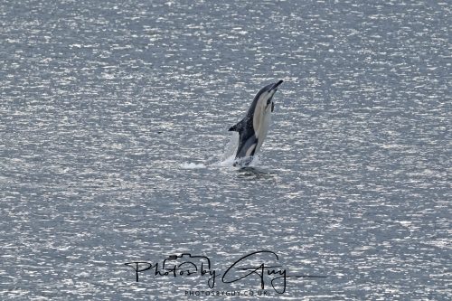 03 October 2026 - Brodick from the Ferry, Isle of Arran - Short Beaked Common Dolphin 