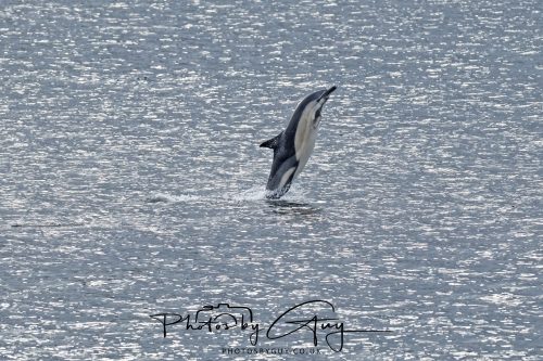 03 October 2026 - Brodick from the Ferry, Isle of Arran - Short Beaked Common Dolphin 