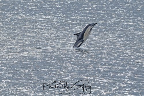 03 October 2026 - Brodick from the Ferry, Isle of Arran - Short Beaked Common Dolphin 