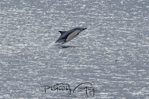 03 October 2026 - Brodick from the Ferry, Isle of Arran - Short Beaked Common Dolphin 