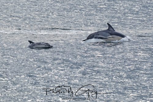 03 October 2026 - Brodick from the Ferry, Isle of Arran - Short Beaked Common Dolphin 