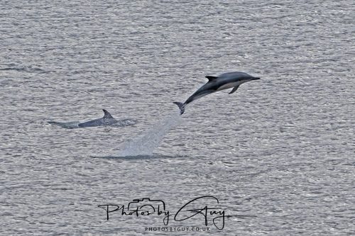 03 October 2026 - Brodick from the Ferry, Isle of Arran - Short Beaked Common Dolphin 