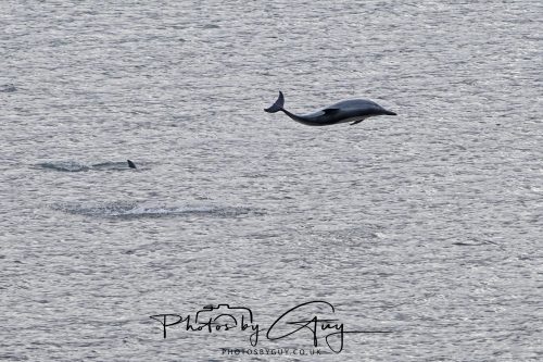 03 October 2026 - Brodick from the Ferry, Isle of Arran - Short Beaked Common Dolphin 