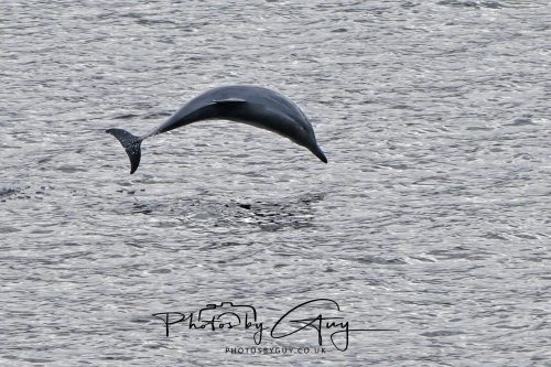 03 October 2026 - Brodick from the Ferry, Isle of Arran - Short Beaked Common Dolphin 