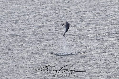 03 October 2026 - Brodick from the Ferry, Isle of Arran - Short Beaked Common Dolphin 