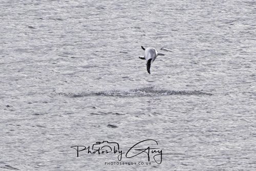03 October 2026 - Brodick from the Ferry, Isle of Arran - Short Beaked Common Dolphin 
