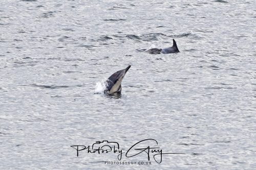03 October 2026 - Brodick from the Ferry, Isle of Arran - Short Beaked Common Dolphin 
