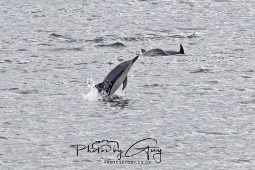 03 October 2026 - Brodick from the Ferry, Isle of Arran - Short Beaked Common Dolphin 