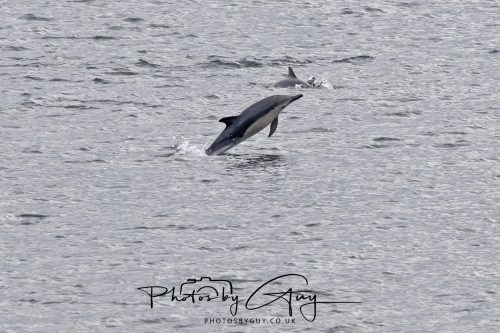 03 October 2026 - Brodick from the Ferry, Isle of Arran - Short Beaked Common Dolphin 