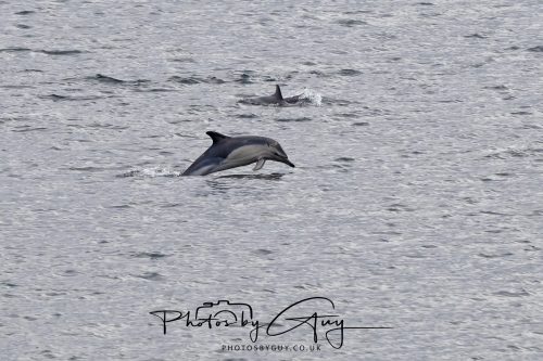 03 October 2026 - Brodick from the Ferry, Isle of Arran - Short Beaked Common Dolphin 