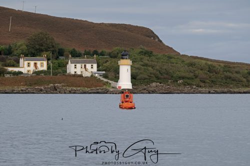 03 October 2026 - Kingscross, Isle of Arran - Short Beaked Common Dolphin 