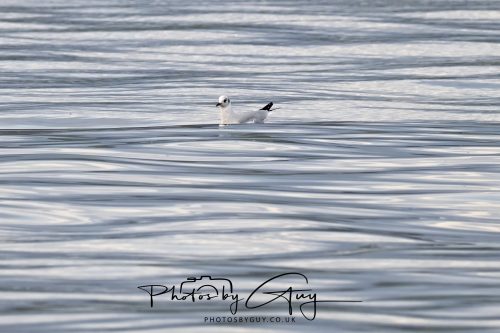 03 October 2026 - Kings Cross, Isle of Arran -Black Headed Gull
