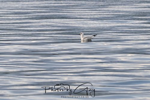 03 October 2026 - Kings Cross, Isle of Arran - Black Headed Gull