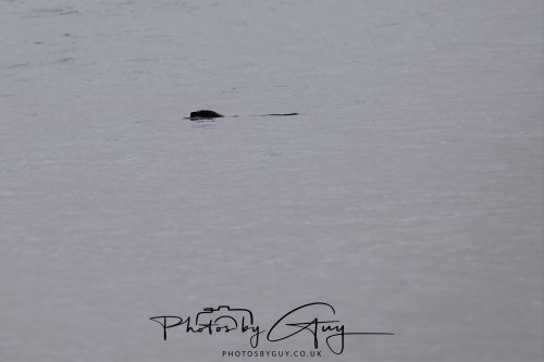 03 October 2026 - Kings Cross, Isle of Arran -Seal