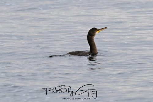 03 October 2026 - Kings Cross, Isle of Arran - Cormorant