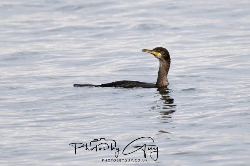 03 October 2026 -Kingscross, Isle of Arran - Cormorant