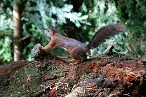 20/21 September 2025 - Ilse of Arran, Scotland - Red Squirrel