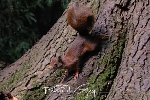 20/21 September 2025 - Ilse of Arran, Scotland - Red Squirrel