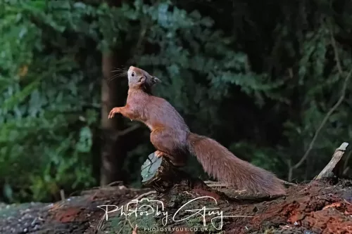 20/21 September 2025 - Ilse of Arran, Scotland - Red Squirrel
