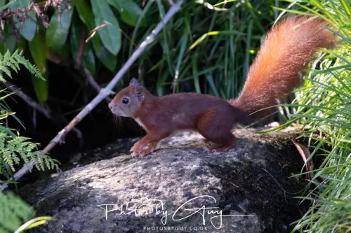 20/21 September 2025 - Ilse of Arran, Scotland - Red Squirrel