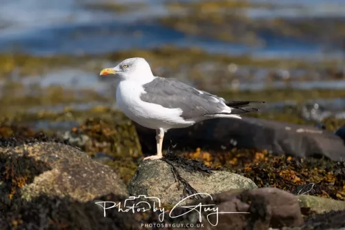 20/21 September 2025 - Ilse of Arran, Scotland - Herring Gull