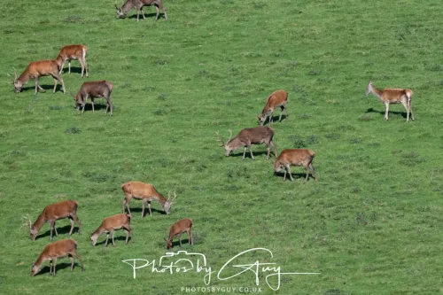 20/21 September 2025 - Ilse of Arran, Scotland - Red Deer