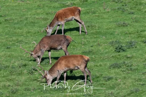 20/21 September 2025 - Ilse of Arran, Scotland - Red Deer