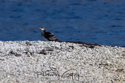 20/21 September 2025 - Ilse of Arran, Scotland - Cormorant