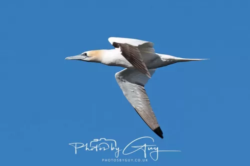 20/21 September 2025 - Ilse of Arran, Scotland - Gannet