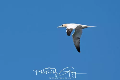 20/21 September 2025 - Ilse of Arran, Scotland - Gannet