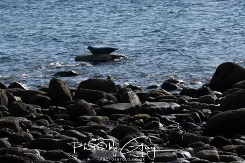 20/21 September 2025 - Ilse of Arran, Scotland - Seal