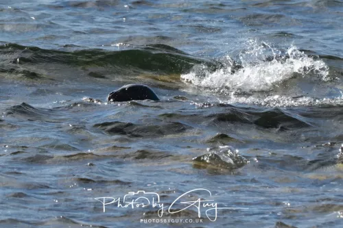 20/21 September 2025 - Ilse of Arran, Scotland - Seal