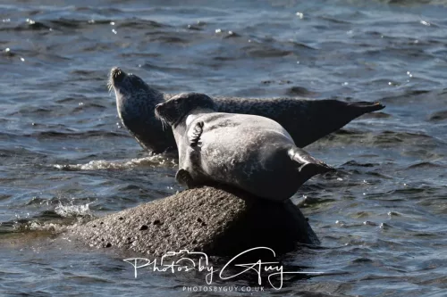 20/21 September 2025 - Ilse of Arran, Scotland - Seal