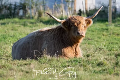 20/21 September 2025 - Ilse of Arran, Scotland - Highland Cattle