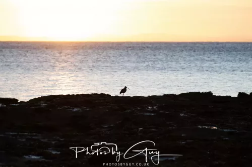 20/21 September 2025 - Ilse of Arran, Scotland - Curlew