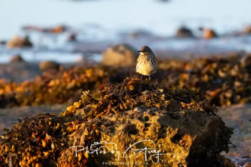 20/21 September 2025 - Ilse of Arran, Scotland - Rock Pipit