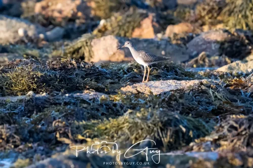 14 October 2026 -Kingscross Isle of Arran - Redshank