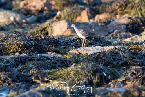 20/21 September 2025 - Ilse of Arran, Scotland - Sandpiper