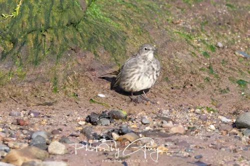 22 September 2025 - Arran, Scotland - Rock Pippit