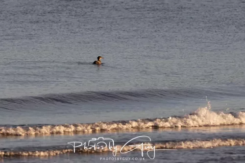 20/21 September 2025 - Ilse of Arran, Scotland - Red Breated Merganser