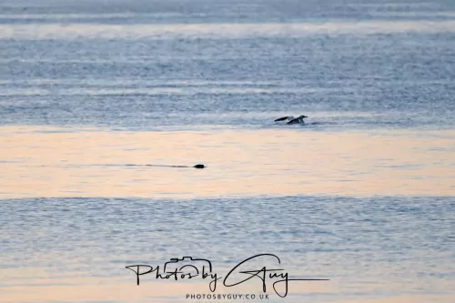 22 September 2025 - Arran, Scotland -Otter