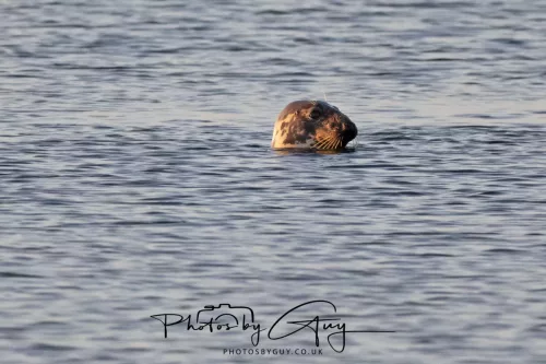 22 September 2025 - Arran, Scotland -Grey  Seal