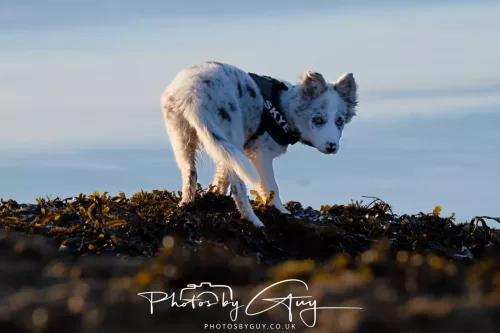 22 September 2025 - Arran, Scotland -Puppy