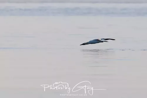 22 September 2025 - Arran, Scotland -Gannet diving