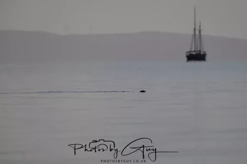 22 September 2025 - Arran, Scotland -Otter