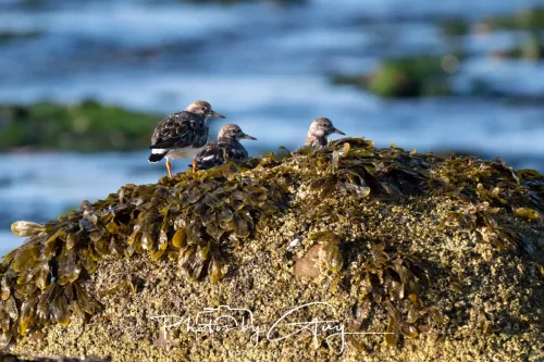 22 September 2025 - Arran, Scotland -Turnstones