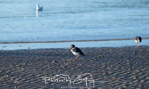 22 September 2025 - Arran, Scotland -Oyster Catchers