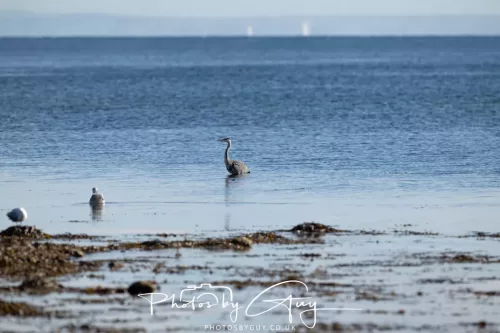22 September 2025 - Arran, Scotland -Grey Heron