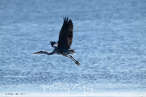 22 September 2025 - Arran, Scotland -Grey Heron