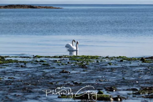 22 September 2025 - Arran, Scotland -Mute Swans